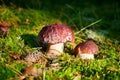 Two beautiful edible mushrooms on green moss background grow in pine forest close up, boletus edulis, brown cap boletus, porcini Royalty Free Stock Photo