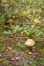 Two beautiful edible mushrooms grow in pine forest, boletus edulis, brown cap boletus, penny bun, cep, porcino or porcini, white Royalty Free Stock Photo
