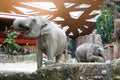 Elephants, ZÃÂ¼rich Zoo