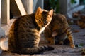 Two beautiful european cats in the park