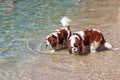 two beautiful examples of Cavalier King Charles spaniels