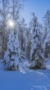 Two beautiful fairy-tale fir trees in the winter forest. Royalty Free Stock Photo