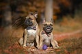 Two fawn French Bulldog dogs with bowties sitting in autumn leaf forest