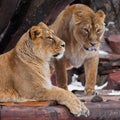 Two beautiful female lionesses friends - one looks at you and licks predatory