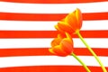 Pair of flaming yellow red tulips against curvy stripes background Royalty Free Stock Photo