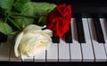 Two beautiful flowers on the piano. Red and white roses on a musical instrument. Birthday, March 8, international women`s day, Royalty Free Stock Photo