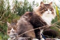 Two beautiful fluffy cats in a row. closeup view.