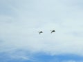 Two flying swans, Lithuania Royalty Free Stock Photo