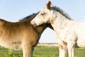 Two beautiful foals