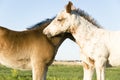 Two beautiful foals Royalty Free Stock Photo