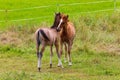 Two beautiful foals playing in green meadow.