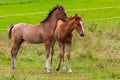 Two beautiful foals playing in green meadow.