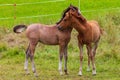 Two beautiful foals playing in green meadow. Horse offspring Royalty Free Stock Photo