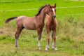 Two beautiful foals playing in green meadow. Horse offspring Royalty Free Stock Photo