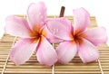 Two beautiful frangipani flower