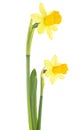Two beautiful fresh yellow narcissus flower isolated on white background. Easter decoration Royalty Free Stock Photo