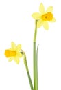 Two beautiful fresh yellow narcissus flowers isolated on white background. Easter decoration Royalty Free Stock Photo