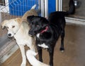 Two beautiful friendly dogs in the shelter