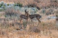 Two beautiful gazel antelopes, head profile portrait Royalty Free Stock Photo