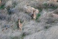 Two beautiful gazel antelopes, head profile portrait Royalty Free Stock Photo