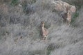 Two beautiful gazel antelopes, head profile portrait Royalty Free Stock Photo