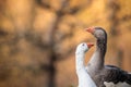 Two beautiful geese enjoying a morning walk on a farm. Domestic goose. Goose farm Royalty Free Stock Photo