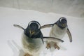 Two beautiful Gentoo penguins Pygoscelis papua at zoo on snowy background Royalty Free Stock Photo