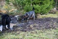 Two beautiful German Shepherd dogs are playing in a meadow in Bredebolet in Skaraborg in Sweden Royalty Free Stock Photo