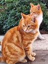 Two beautiful ginger cats look in one direction during the daytime