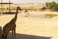 Two beautiful giraffes in the desert. Royalty Free Stock Photo