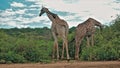 Two beautiful giraffes graze in green bushes. Royalty Free Stock Photo