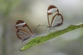 Two Beautiful Glasswing Butterflies Greta oto on a leaf in a summer garden.