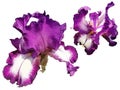 Two beautiful graceful iris flowers of purple color. White background. Isolate. Stamens and pistils, curved petals Royalty Free Stock Photo