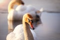 Two beautiful graceful mute swan swim on the lake. Royalty Free Stock Photo