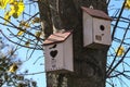 Two beautiful gray old wooden bird houses on linden tree with yellow and green autumn leaves against the light blue sky Royalty Free Stock Photo