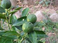 Green lemon plant ,small lemon plant with lemon .Two beautiful green lemons on a small tree Royalty Free Stock Photo