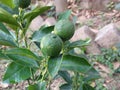 Green lemon plant ,small lemon plant with lemon .Two beautiful green lemons on a small tree Royalty Free Stock Photo