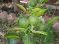 Green lemon plant ,small lemon plant with lemon .Two beautiful green lemons on a small tree Royalty Free Stock Photo