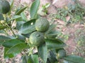 Green lemon plant ,small lemon plant with lemon .Two beautiful green lemons on a small tree Royalty Free Stock Photo