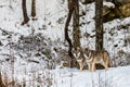 Two beautiful grey wolves, Canis lupus, in a winter forest with snow Royalty Free Stock Photo