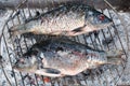 Two beautiful grilled European carps on barbecue