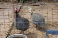 Two beautiful Guinea Fowl Bird or Helmeted Guinea fowl with white spotted feathers. Helmeted guineafowl, Numida Royalty Free Stock Photo