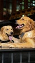 two beautiful, hairy golden retriever dogs laying down outside Royalty Free Stock Photo