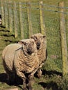Two Beautiful Happy Sheep @ Crookham, Northumberland