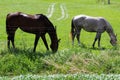 Two Beautiful Healthy Horses Feeding Feeding On Grass Royalty Free Stock Photo