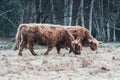 Highland Cattle grazing on Forest Meadow