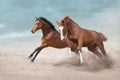 Two beautiful horse Royalty Free Stock Photo