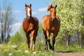 Two beautiful horse run gallop on flowers field with blue sky behind Royalty Free Stock Photo