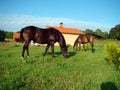 Two beautiful horses Royalty Free Stock Photo