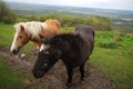 Two Beautiful horses at autumn meadow. Horses on meadow at fall season with nature landscape. Farming and agricultural concept. Royalty Free Stock Photo